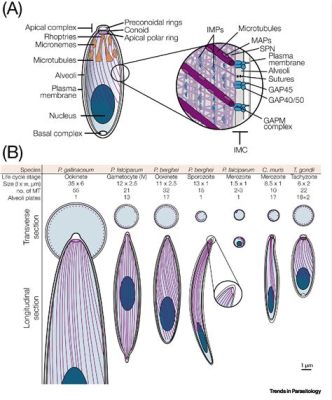  Apicomplexa: Discover the Microscopic World of These Parasitic Powerhouses!