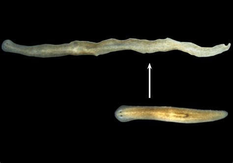  Hammerhead Worm: The Fascinating Flatworm That Can Regenerate Its Entire Body!