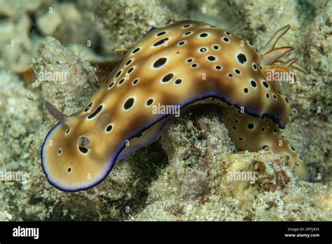  หนานา (Nudibranch) นอนตากแดดบนหินปะการัง หรือว่ายน้ำไปตามกระแสน้ำอย่างสบายๆ?