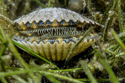  Peppery Scallop! A Bivalve that Lives in a World Filled With Salty Sand