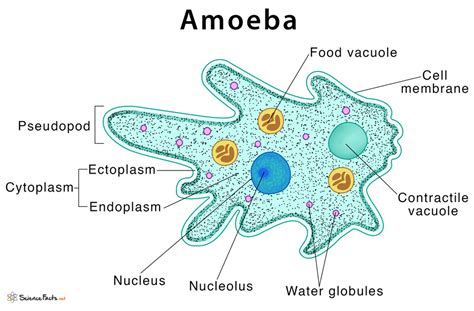  Reticulomyxa! This Amoeboid Enigma Will Make You Question Your Understanding of Life!