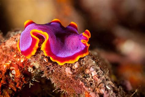  Udonella! Can You Believe This Tiny Flatworm Lives In the Ocean Depths?