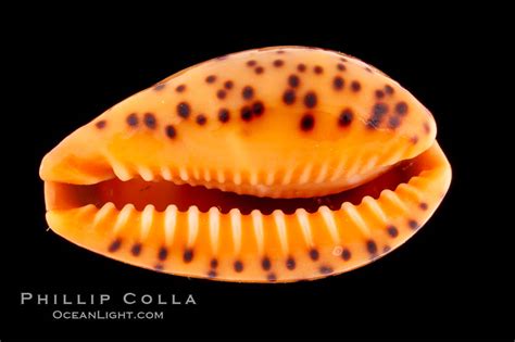  Yellow Cowrie! Discover This Striking Shell That Embraces Both Shallow Reefs and Deep Ocean Depths