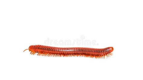  イシサンカク  : A Curious Millipede With Thousands Of Legs That Thrives In Damp Environments