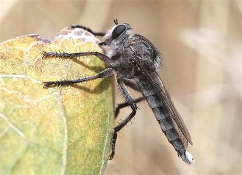   robber fly  a fascinating flying predator with shimmering wings known for its stealthy hunting techniques!