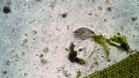  Stylonychia! The Microscopic Master of Microbial Munching