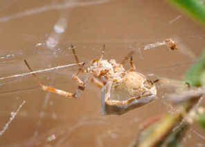  Uloborid Spider: A Master Weaver With an Appetite for Springtails!