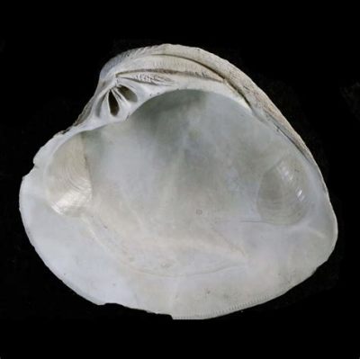  Venus Clam: An Unexpectedly Agile Bivalve that Lives Life in Fast-Forward!