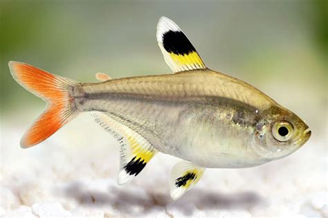  X-Ray Tetra! เรียนรู้ความลับของฝูงปลาเล็กแต่ใจใหญ่